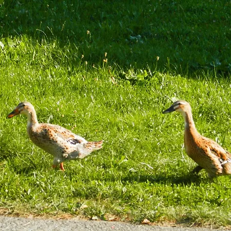 Peterbauerhof Pensjonat