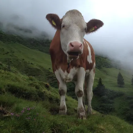 Peterbauerhof Pensjonat 3*