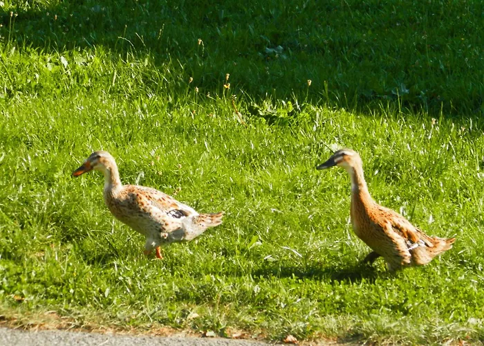 Peterbauerhof 招待所