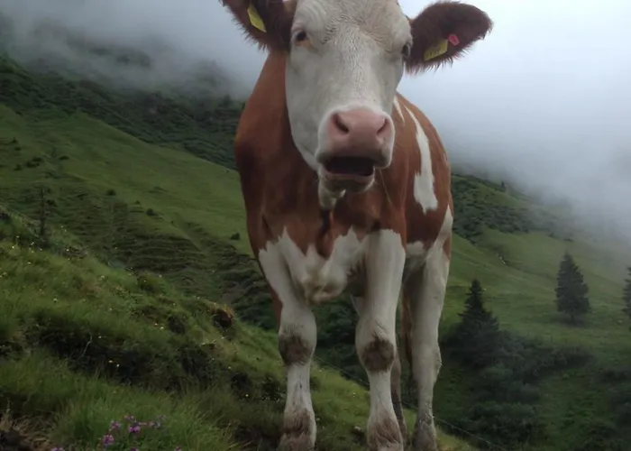 Peterbauerhof Affittacamere 3*