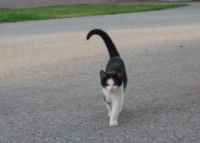 招待所 Peterbauerhof