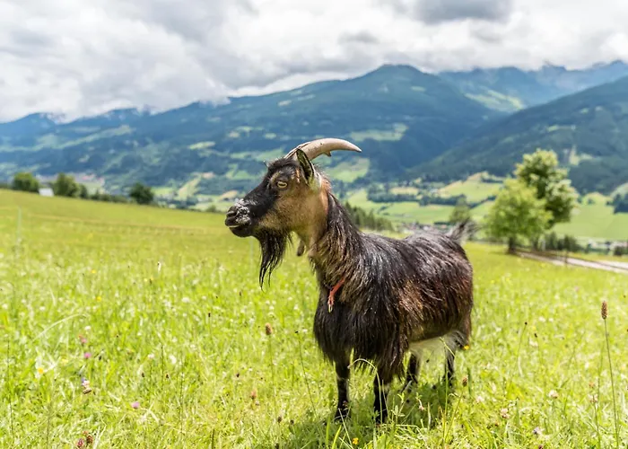 Peterbauerhof 招待所 3*